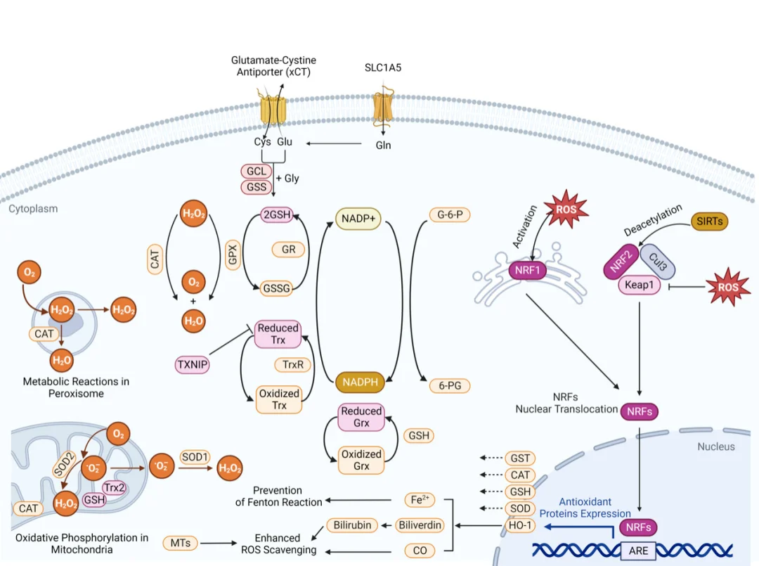 The Nrf2-ARE pathway coordinates glutathione metabolism, ROS clearance, and antioxidant protein expression
