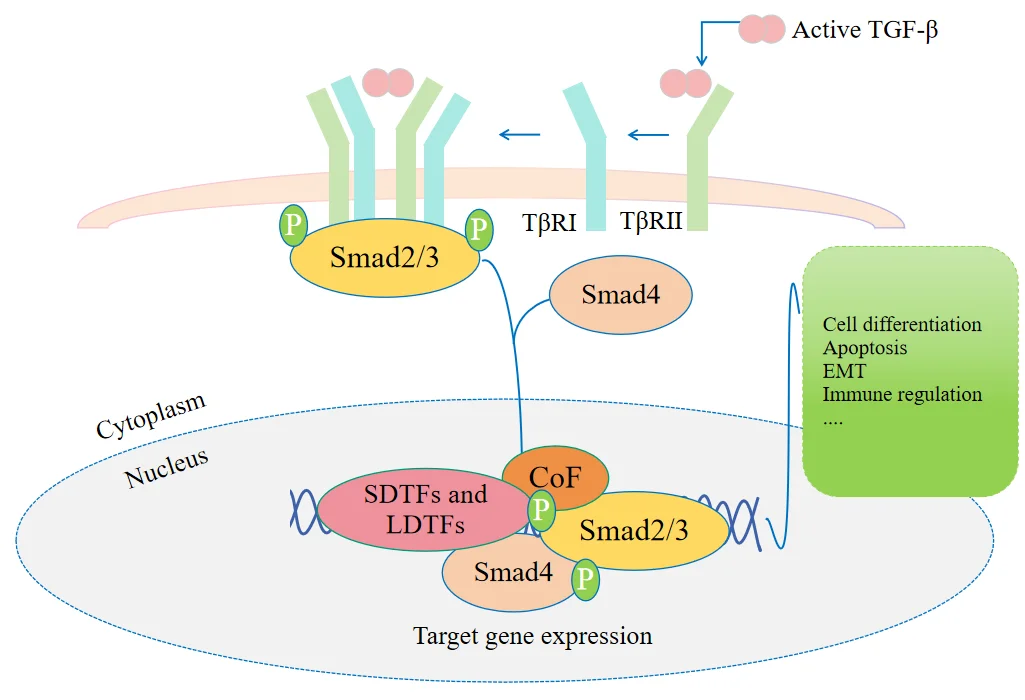 Canonical TGF-β SMAD signaling pathway