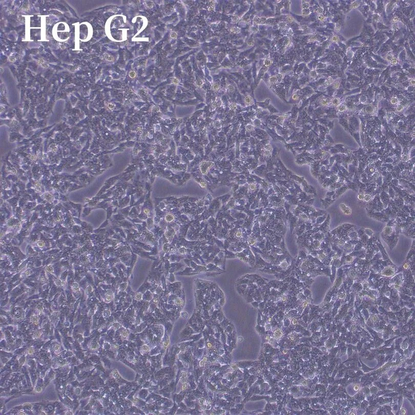 Cell Lines: The First Step Behind Reliable In Vitro Research Cell Lines: The First Step Behind Reliable In Vitro Research