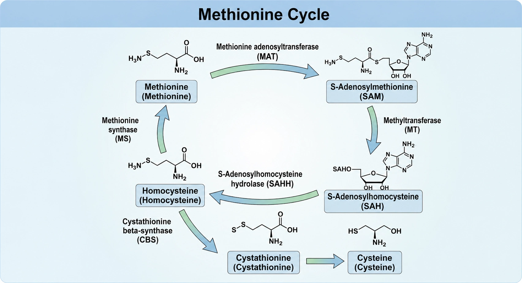 Cystathionine-beta-synthase Linking Sulfur Amino Acid Metabolism, Oxidative Defense, and Cell Signaling
