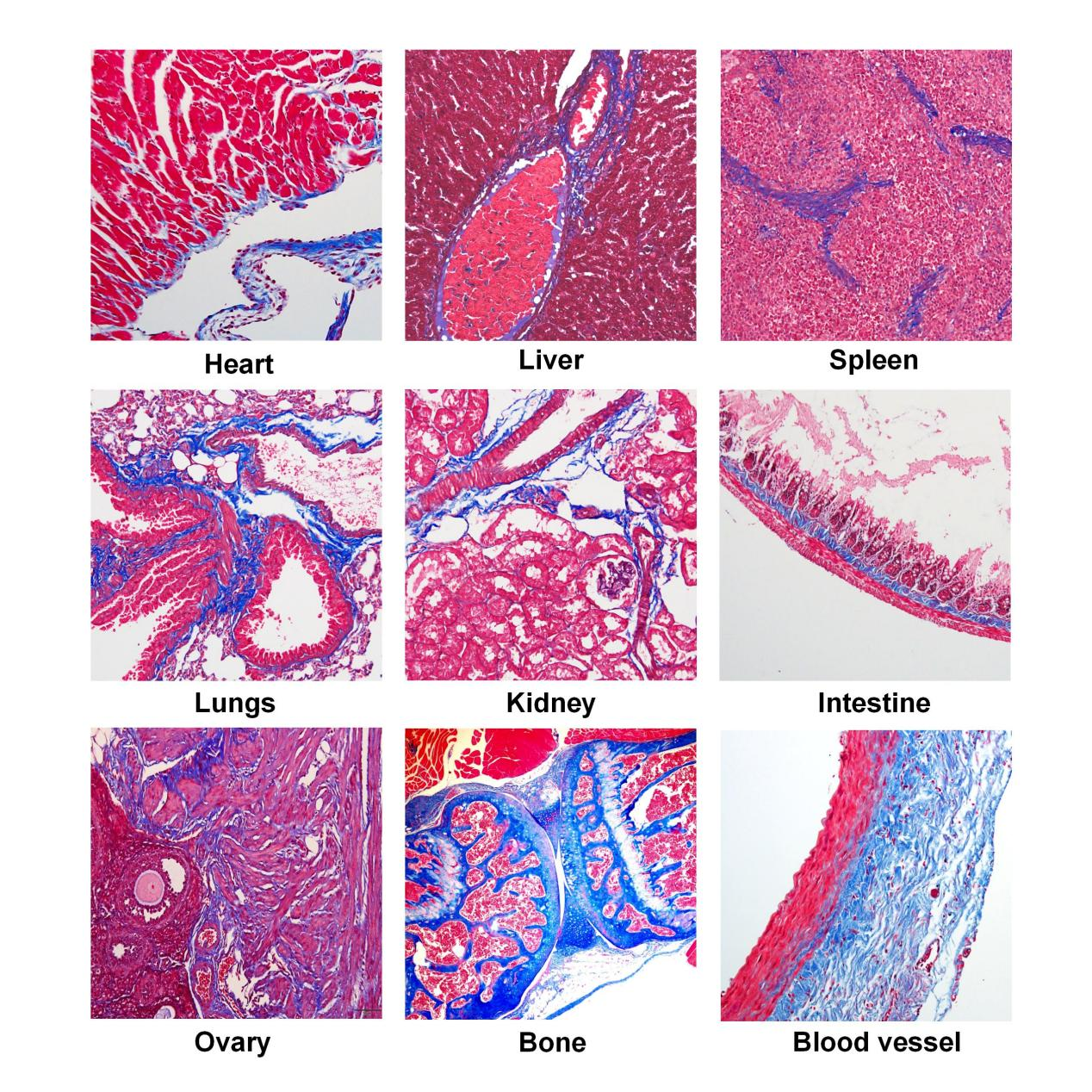 G1340 Masson’s trichrome staining results across multiple tissue types