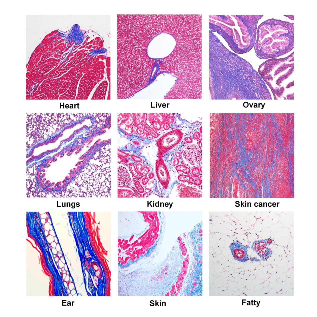G1346 modified Masson’s trichrome staining results across multiple tissue types