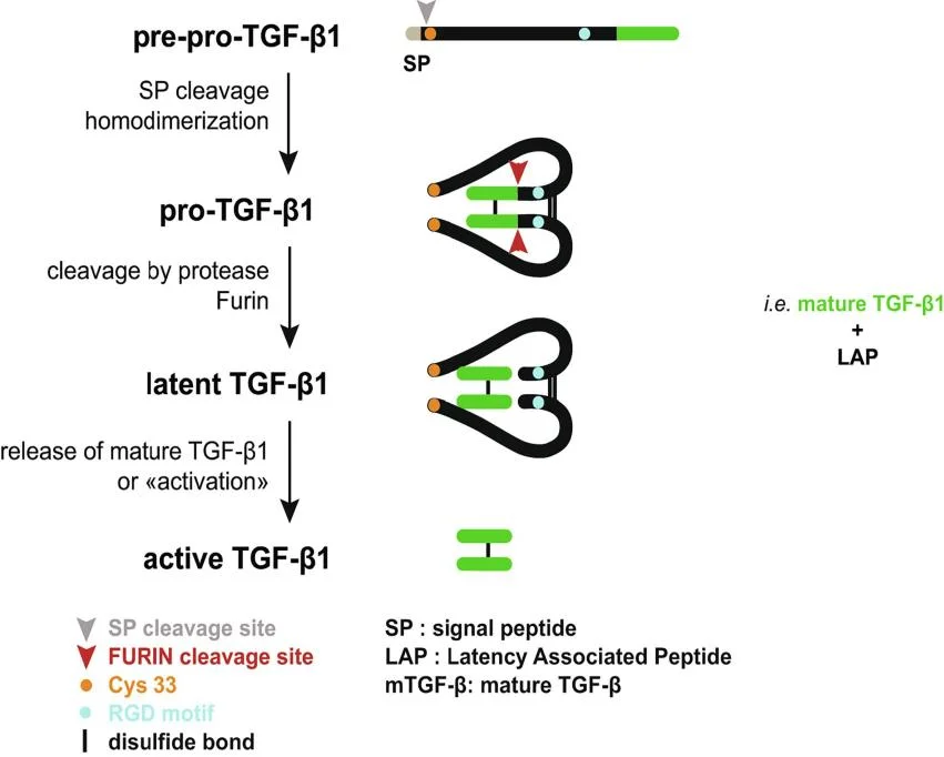TGF-β1 Explained Activation, SMAD Signaling, Roles in Disease, and ELISA Detection