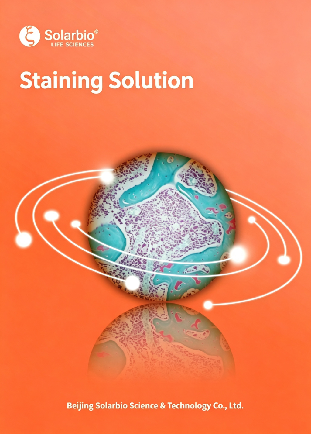 Toluidine Blue O Staining Solution for Cells, Cartilage, Mast Cells, and Plant Tissue