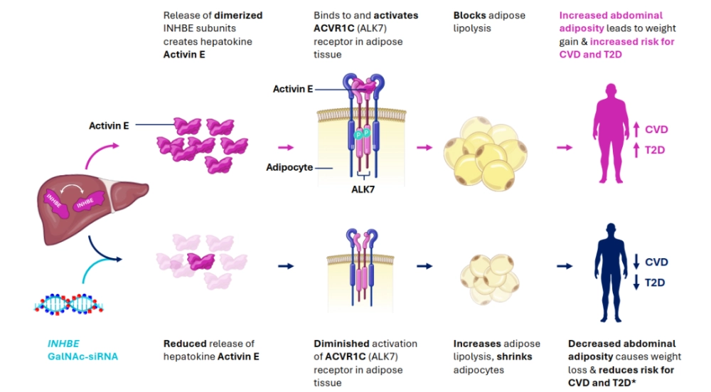 ARO-INHBE reduces Activin E–ALK7 signaling to promote adipose lipolysis