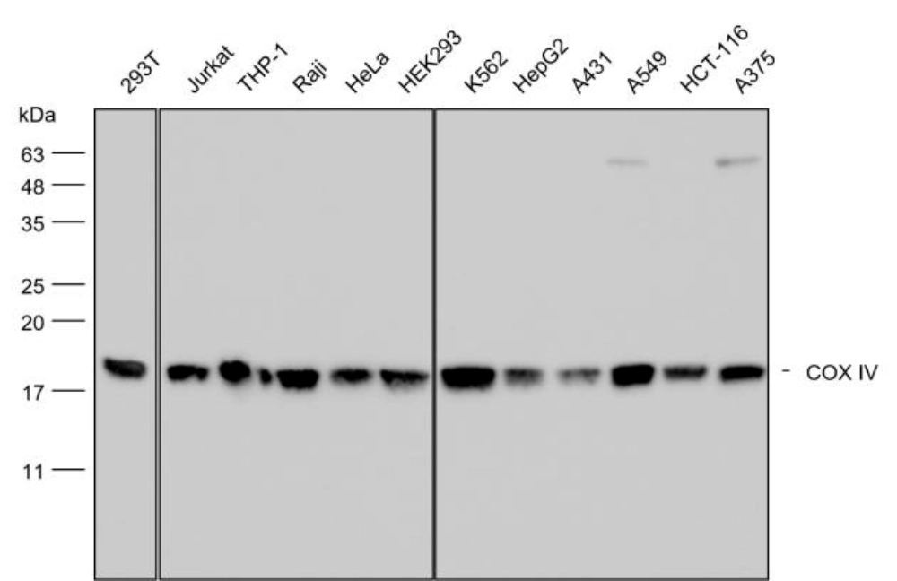 COX IV Western blot across multiple human cell lines