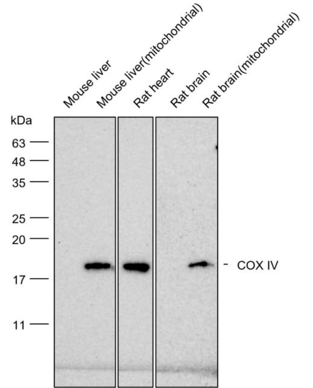 COX IV detection in mouse and rat tissues and mitochondrial fractions