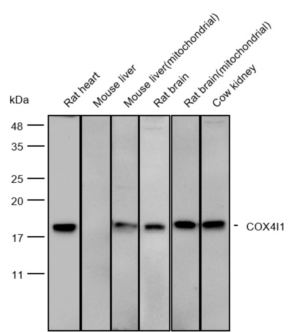 COX4I1 Western blot in tissue and mitochondrial fraction samples