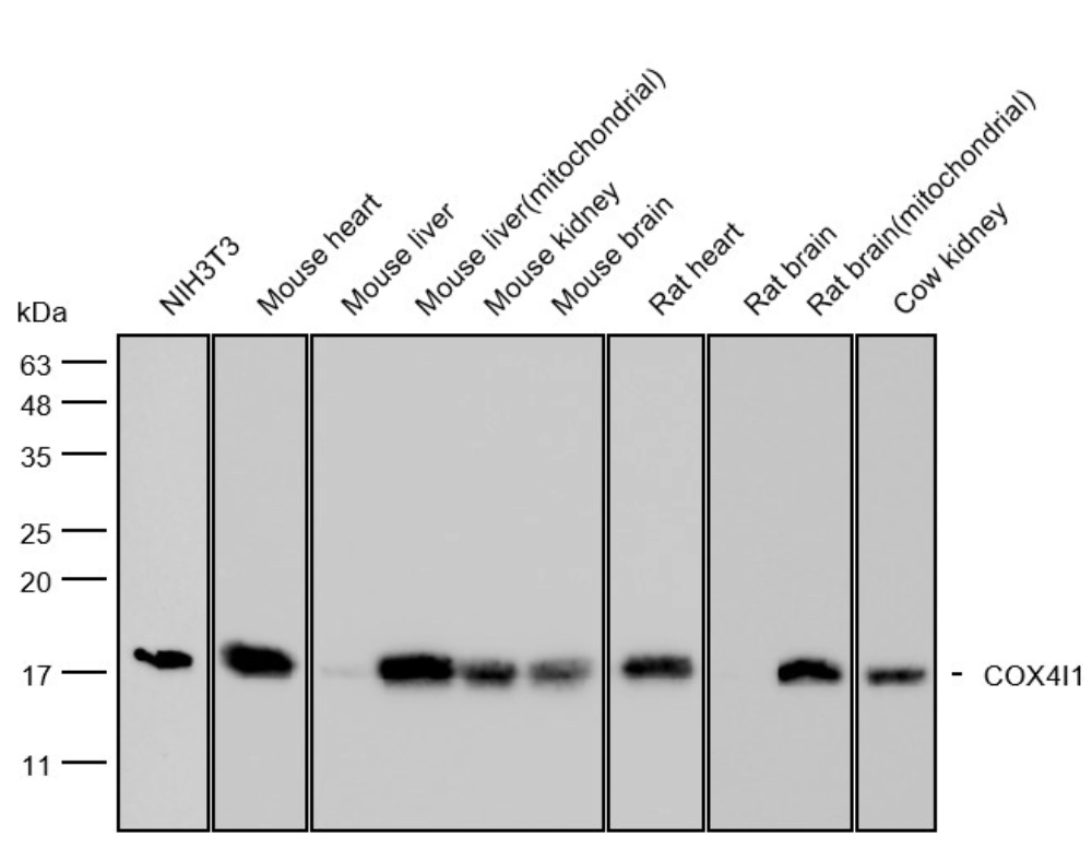 COX4I1 as a Mitochondrial Loading Control for Reliable Western Blot Results COX4I1 as a Mitochondrial Loading Control for Reliable Western Blot Results