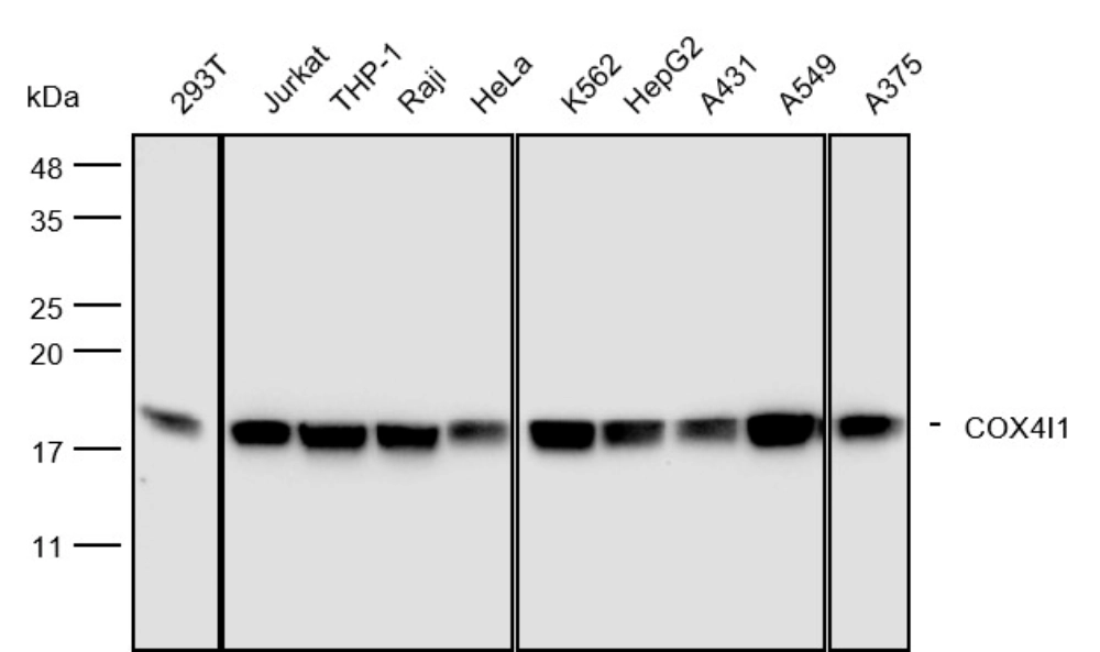 COX4I1 detection across multiple human cell lines by Western blot