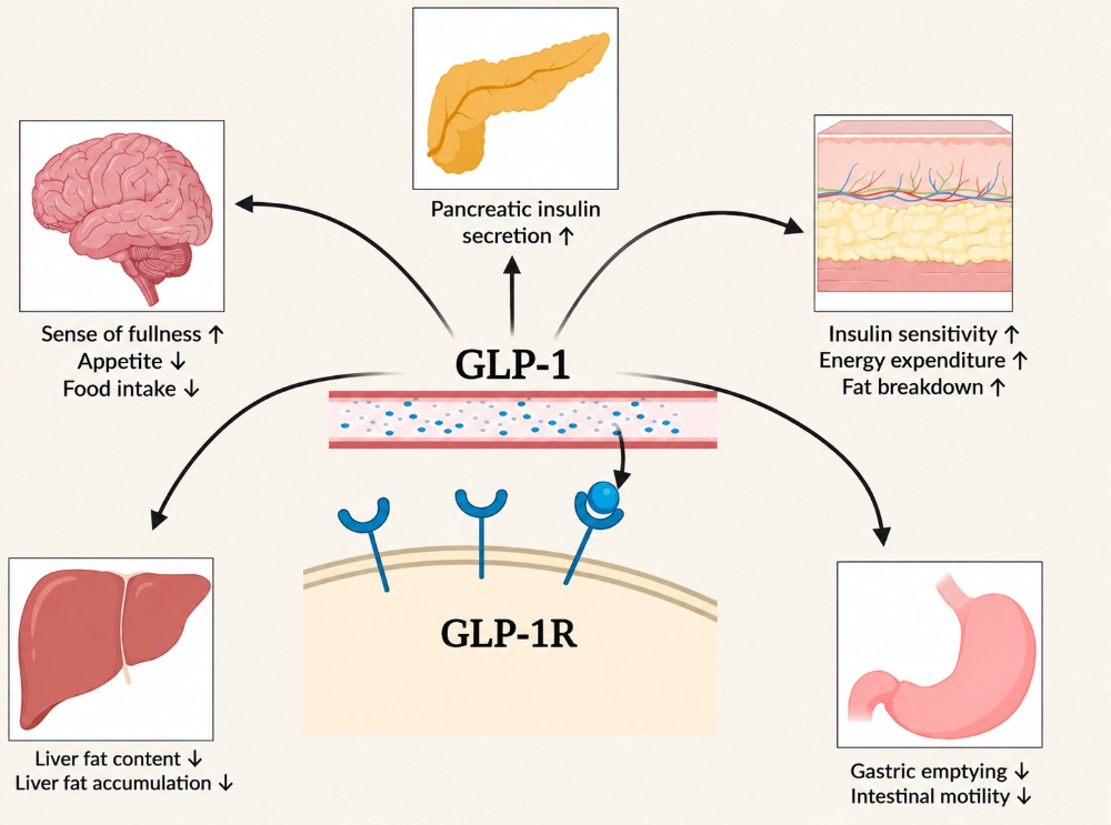 From Hormone Mimicry to Gene Silencing: How Semaglutide and ARO-INHBE Regulate Metabolism From Hormone Mimicry to Gene Silencing: How Semaglutide and ARO-INHBE Regulate Metabolism