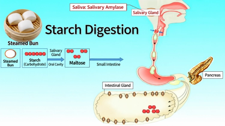 Alpha-Amylase Activity Explained: Function, Starch Metabolism and Enzyme Activity Detection Alpha-Amylase Activity Explained: Function, Starch Metabolism and Enzyme Activity Detection