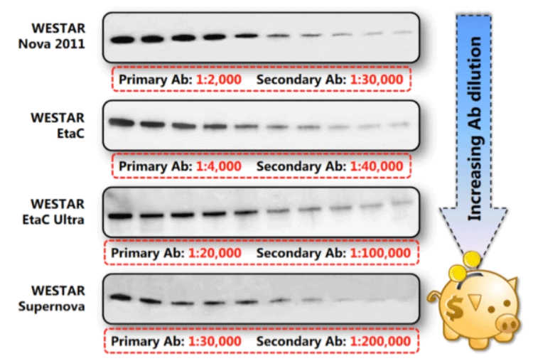 Comparison of Western blot detection performance using different WESTAR ECL substrates at increasing primary and secondary antibody dilutions