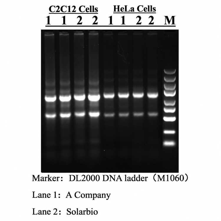 Gel electrophoresis comparison of C2C12 and HeLa cell samples