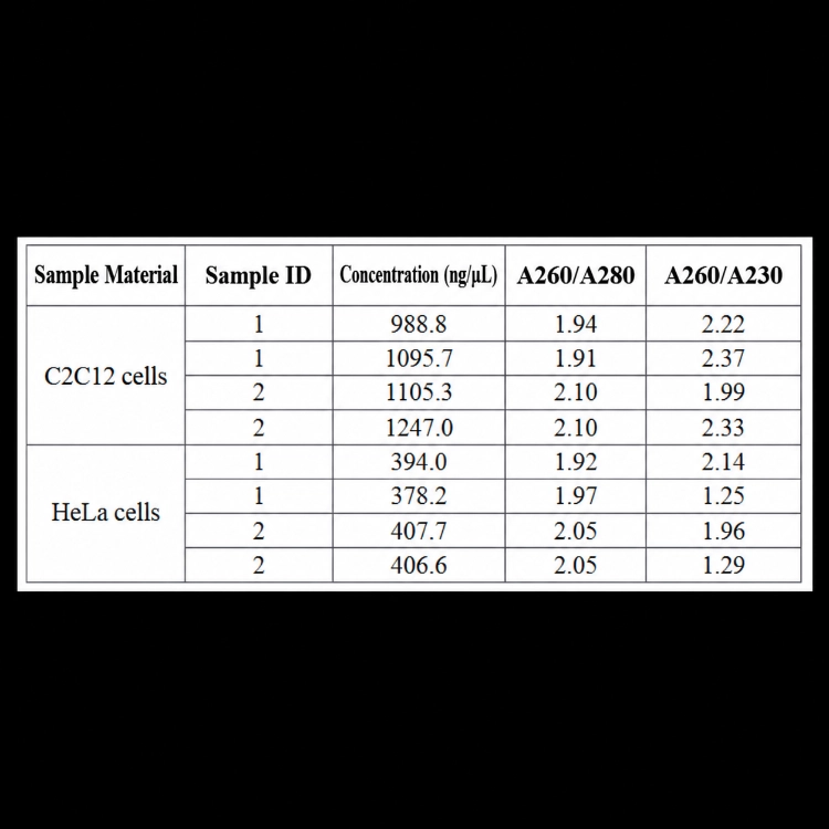 RNA concentration and purity measurements for C2C12 and HeLa cell samples