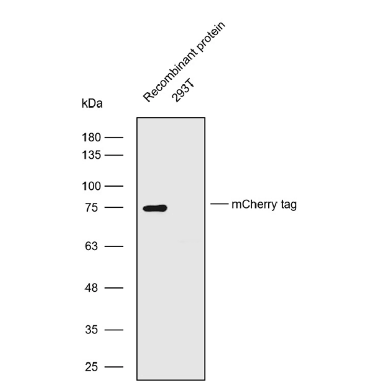 تحليل البروتين المؤتلف الموسوم بـ mCherry باستخدام تقنية Western Blot في خلايا 293T