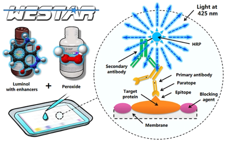 Western blot HRP Substrate: How to Choose the Right ECL Substrate for Protein Detection Western blot HRP Substrate: How to Choose the Right ECL Substrate for Protein Detection